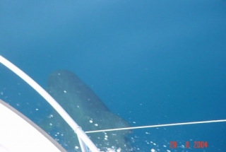 Observez les animaux marins